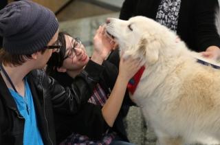 Therapy Dogs